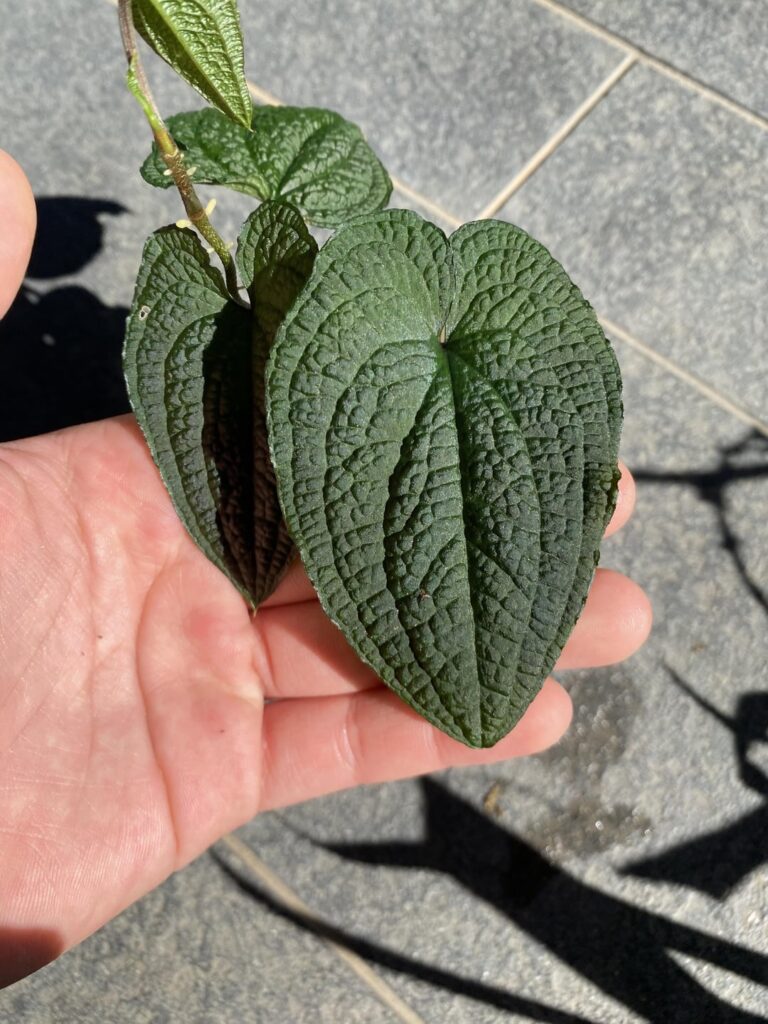 Anthurium clidemioides: a small, dark, bullate climbing anthurium