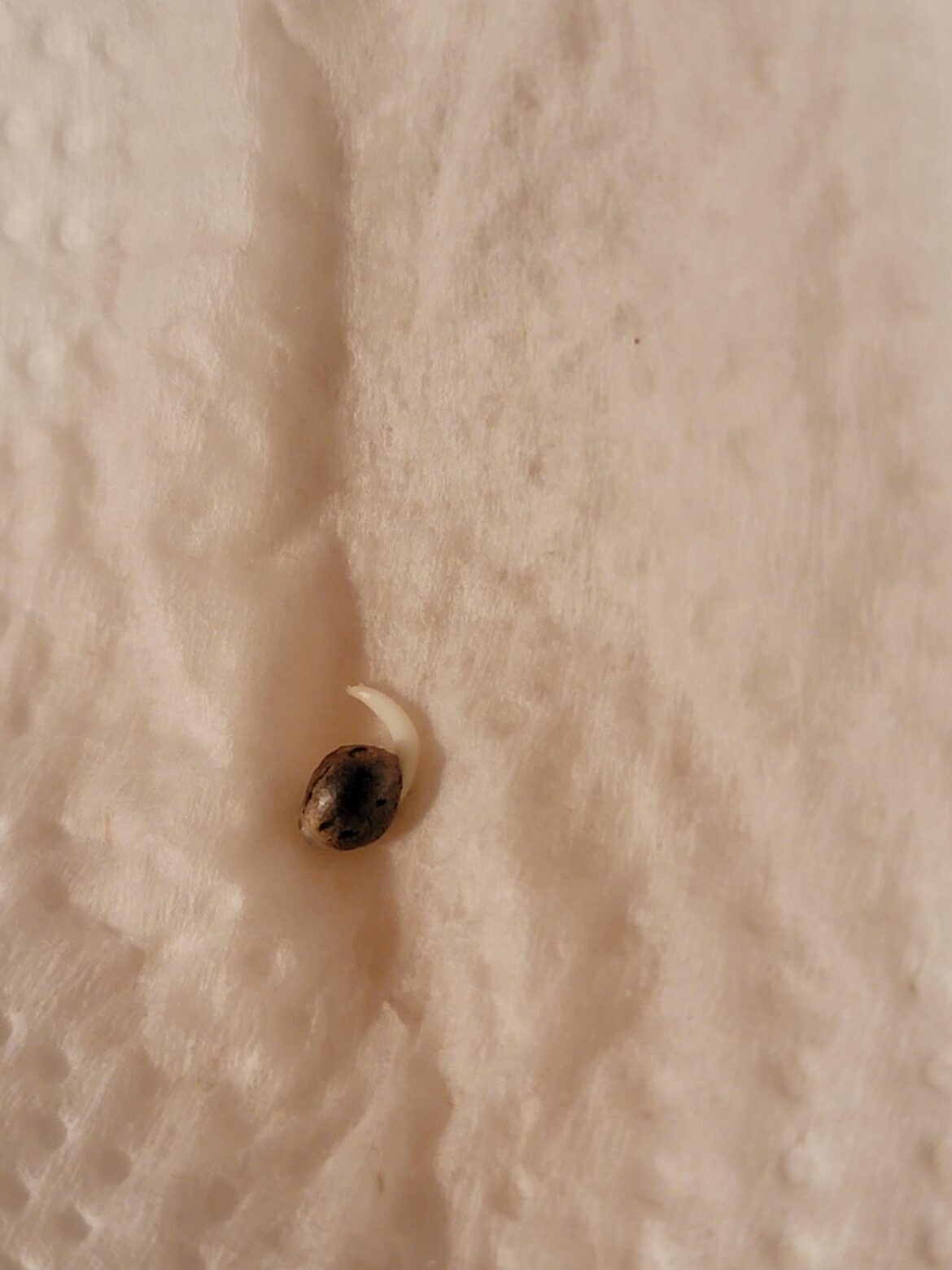 Day 3 germination of my secondary seed (9/7)