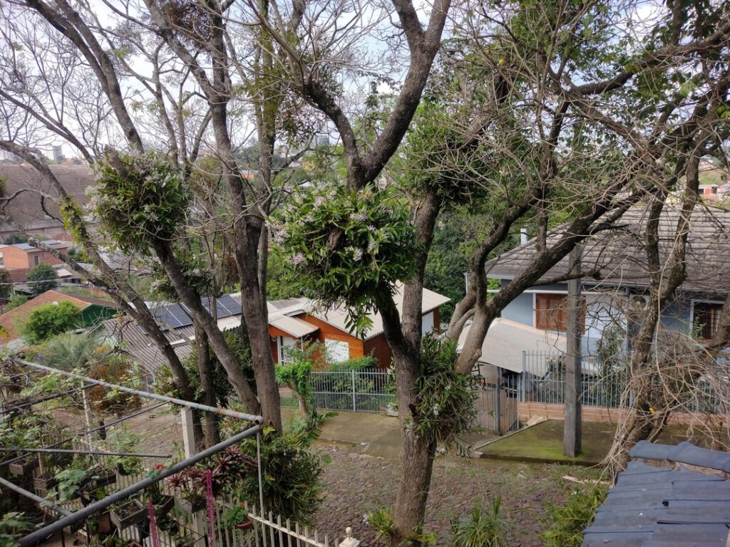 More of my mom's orchids