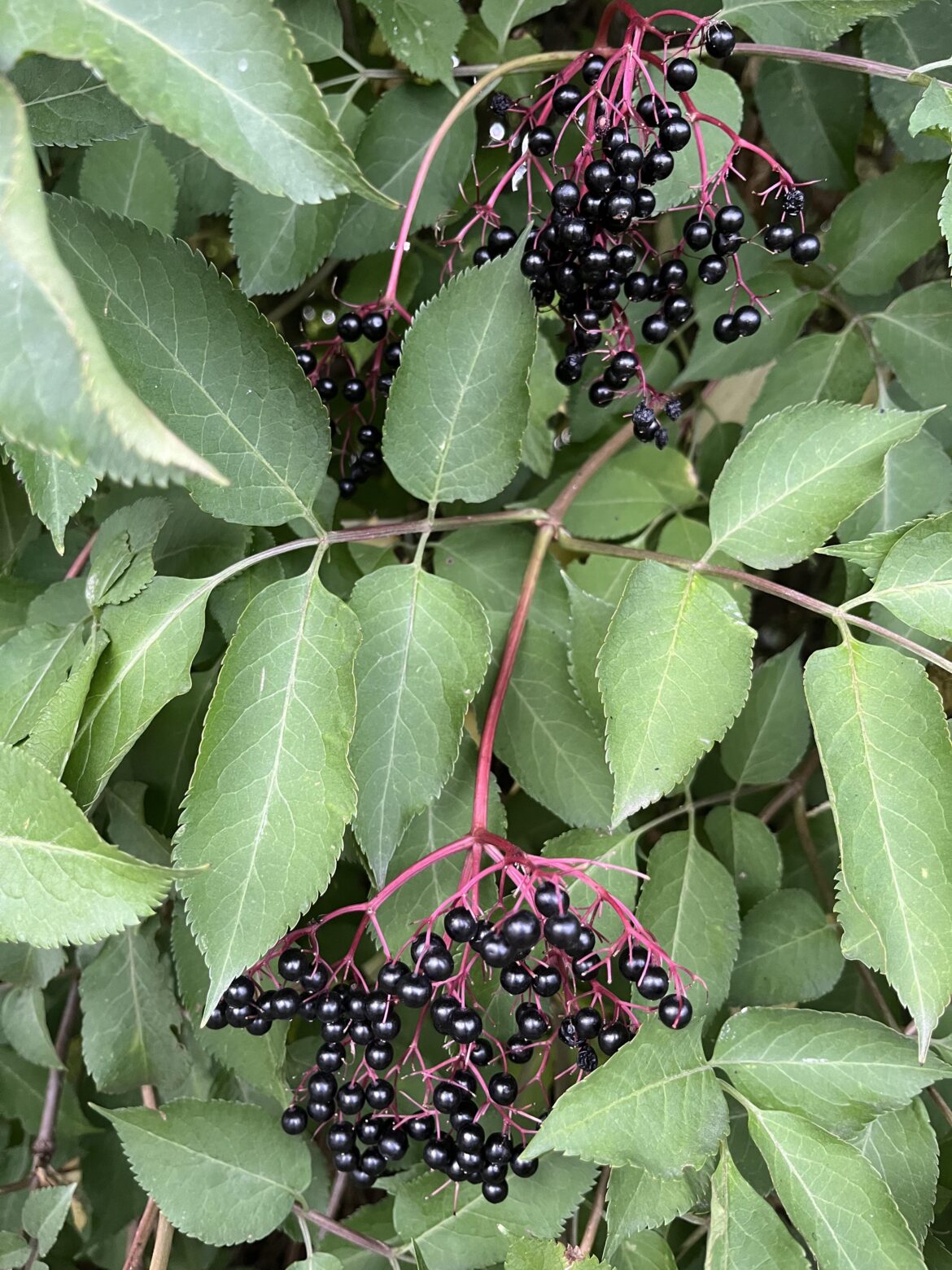 What to do with elderberries?