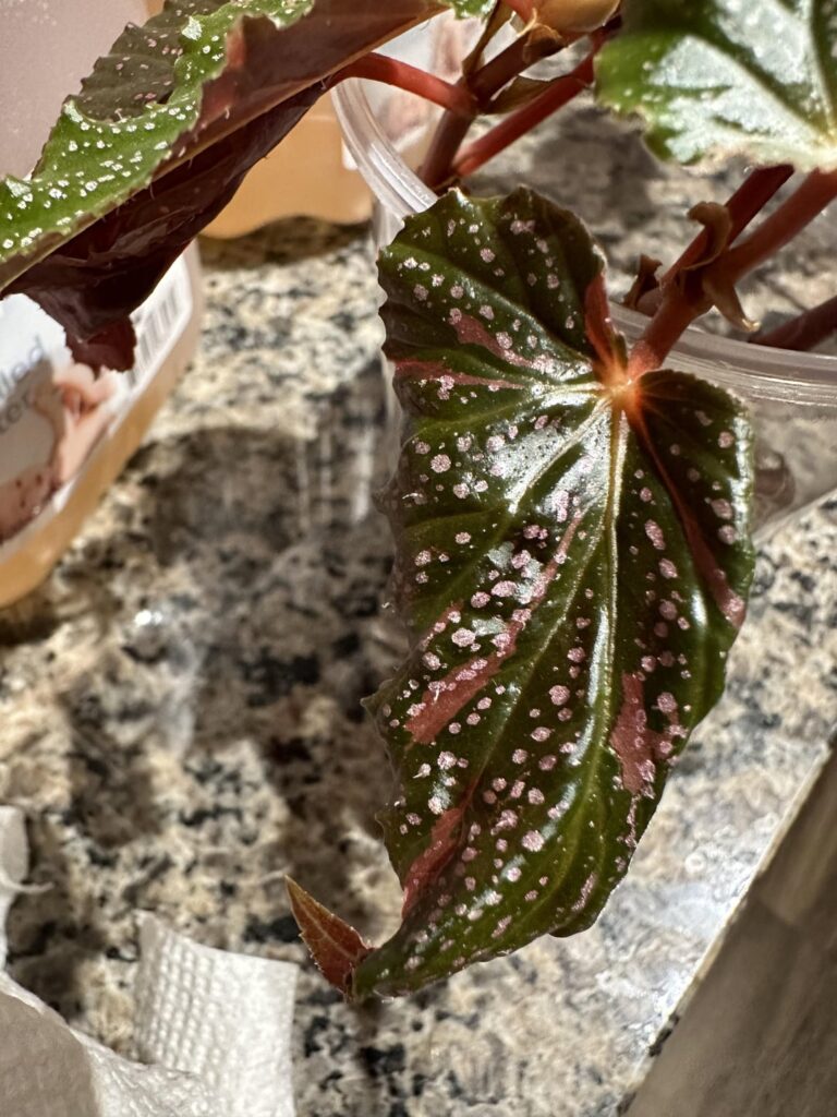Variegated pink maculata? 👀