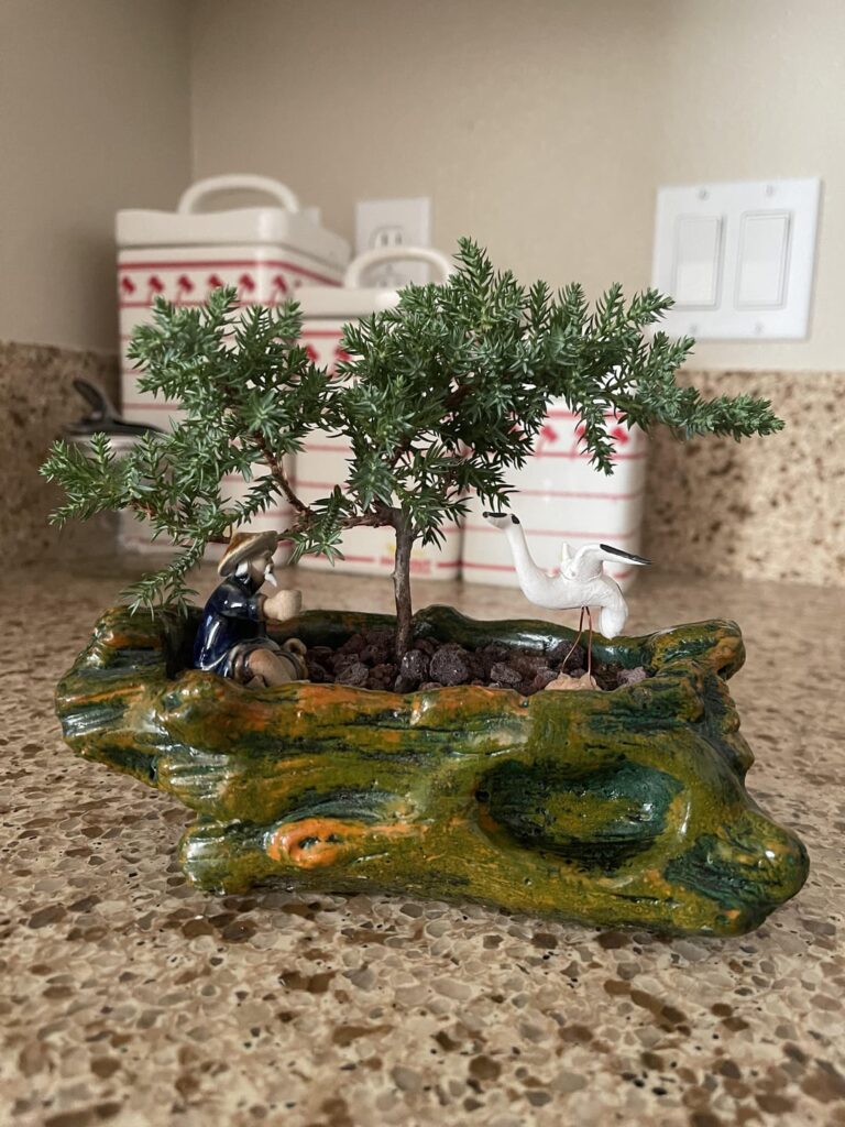 First Plant - Any Suggestions?