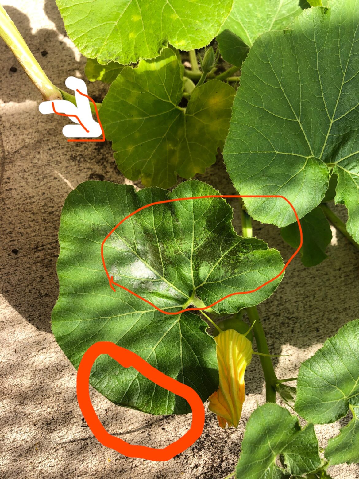 Help! Sprayed “Dr earth final stop” fungicide and now black spots on my pumpkin