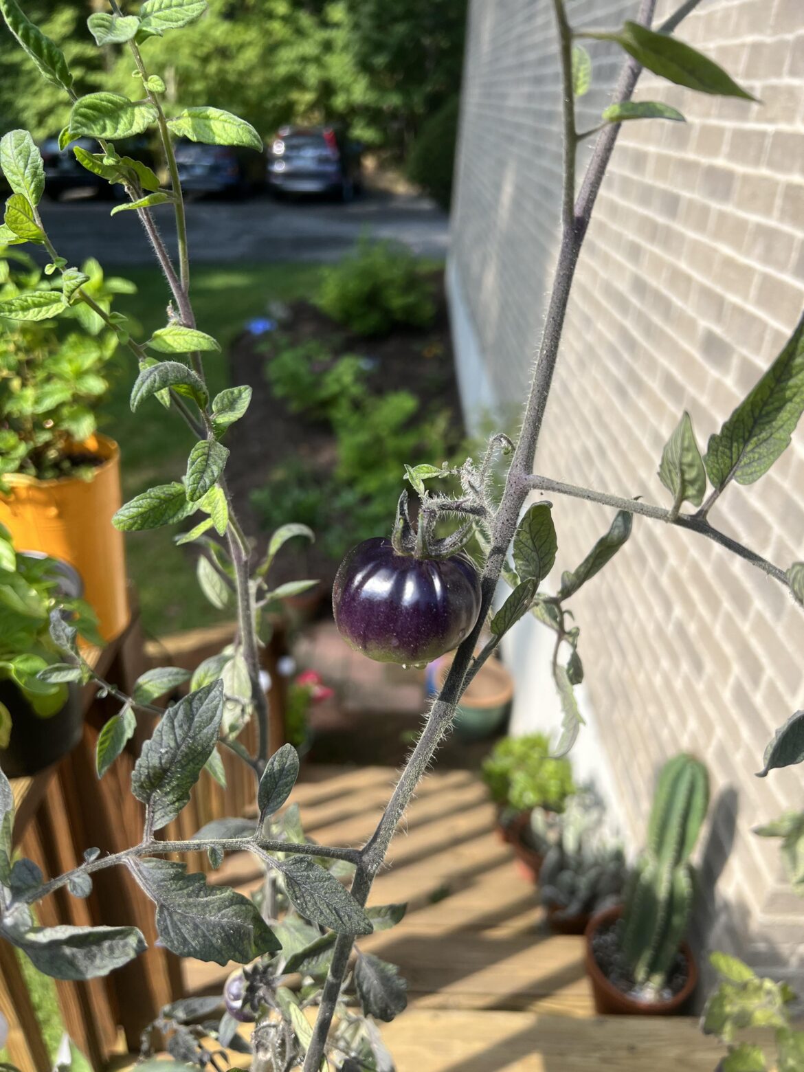 What variety is this tomato?