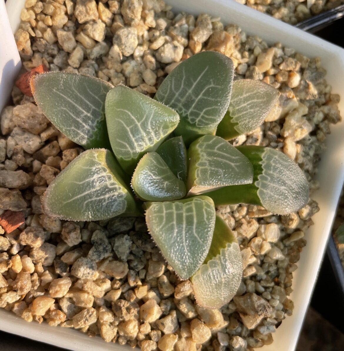 Jadea, GM 261 ex-Parisi