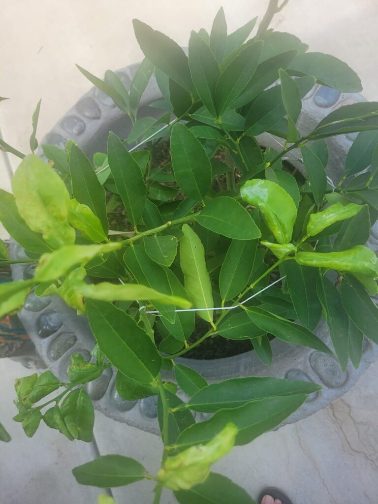 What is going on with this lime tree?? Does it need more sun?? It gets like 80%of the sun all day.. it did just rain alot but I'm not sure please help!