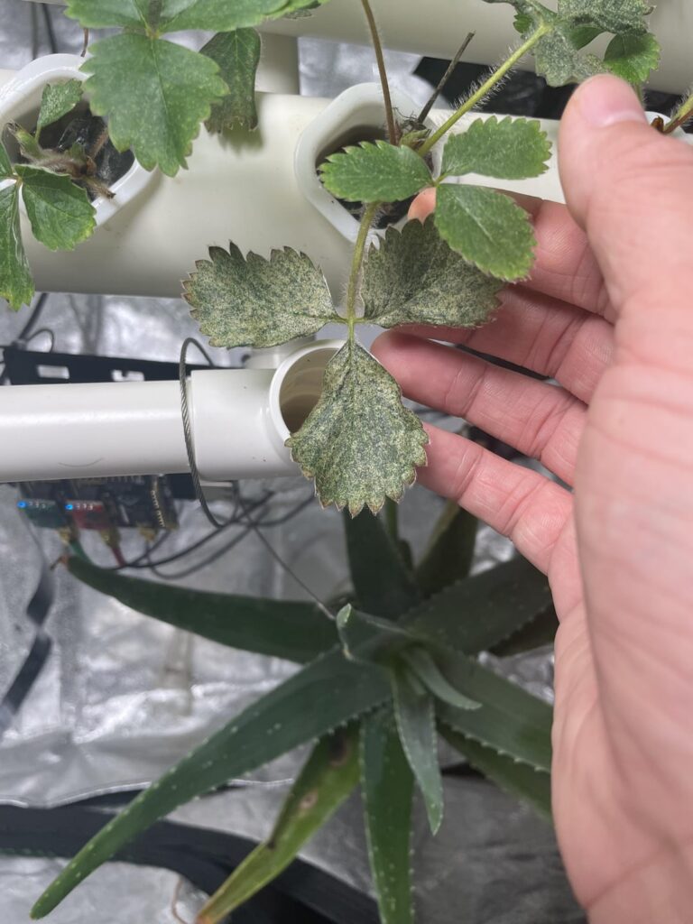 Need help with strawberries