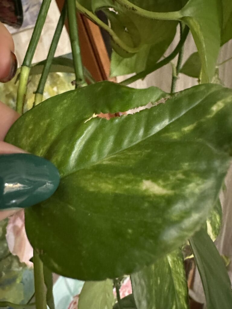 What is this?! What do I do?!