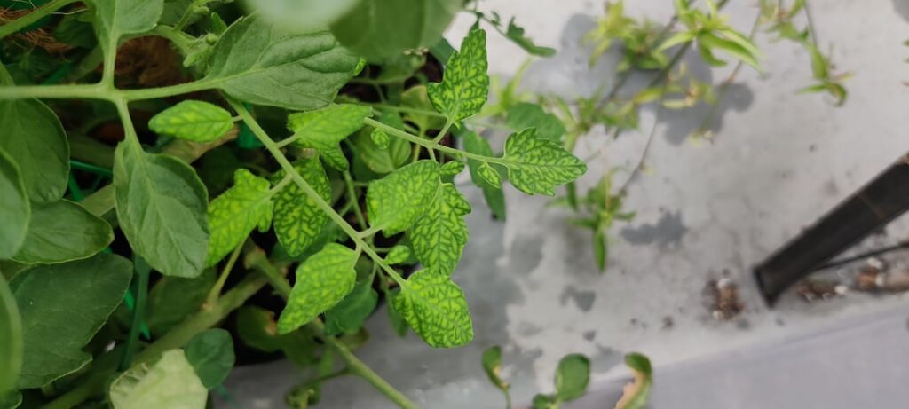 Why do some of my tomato plant leaves have this interesting pattern?