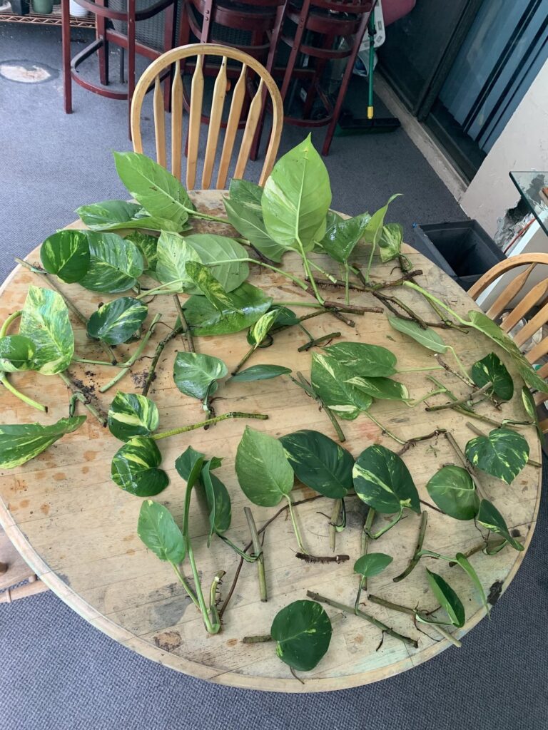 Ultra rare vaginated monstera aureum. $10,3025 a plant. No lowballs, I know what I have.