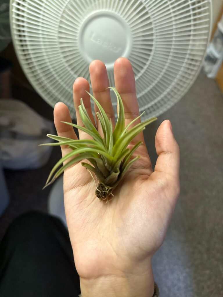 Help! Is my airplant dying? Help! Is my airplant dying?