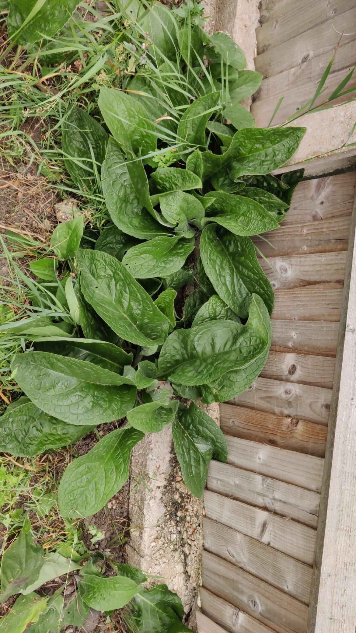 What in the world is this plant?