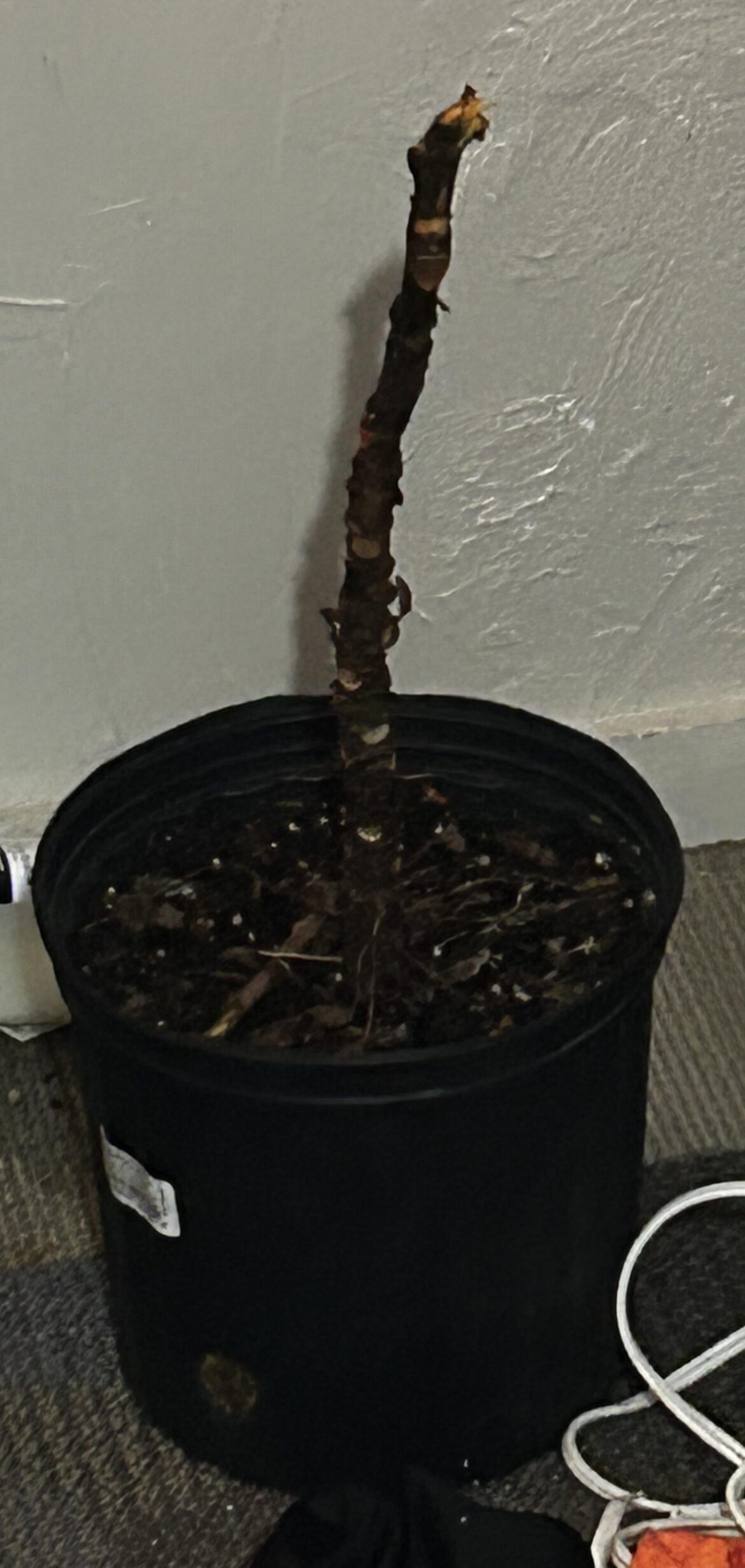 Can the trunk still grow?