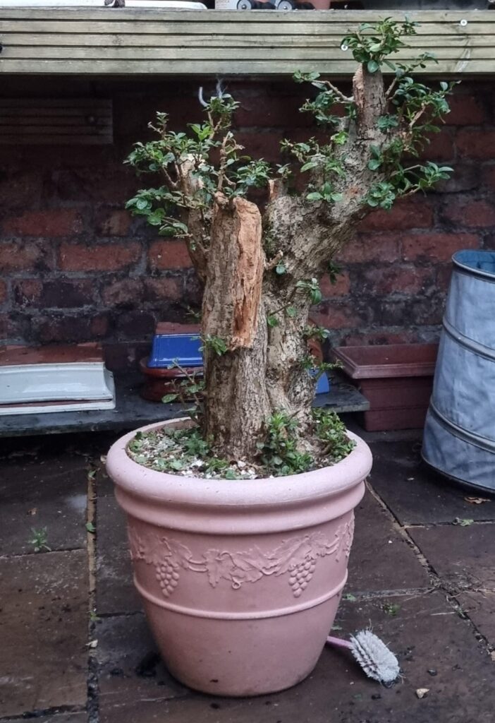 Privet and concept drawing (70-80 years old) Privet and concept drawing (70-80 years old)