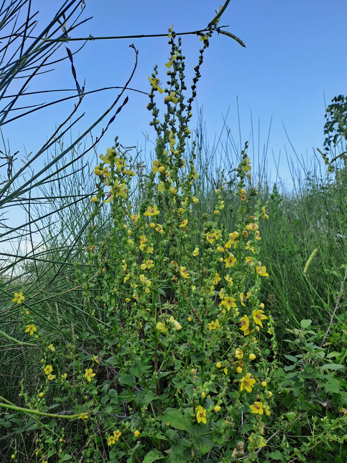 [OC] {Verbascum sinuatum} or wavyleaf mullein, sometimes used to make herbal liquors.