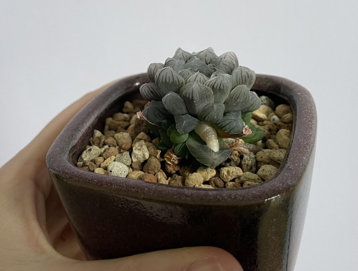 One of several plants currently shoving roots right through their leaves. Why are you doing that buddy. Path of most resistance