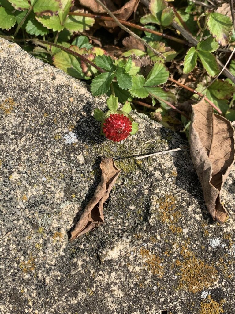 Got two plant that I want to know what they are