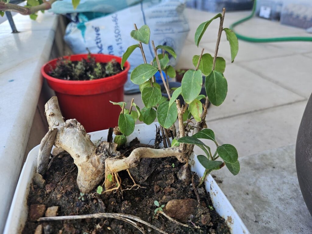 My small beginners collection (prebonsai)