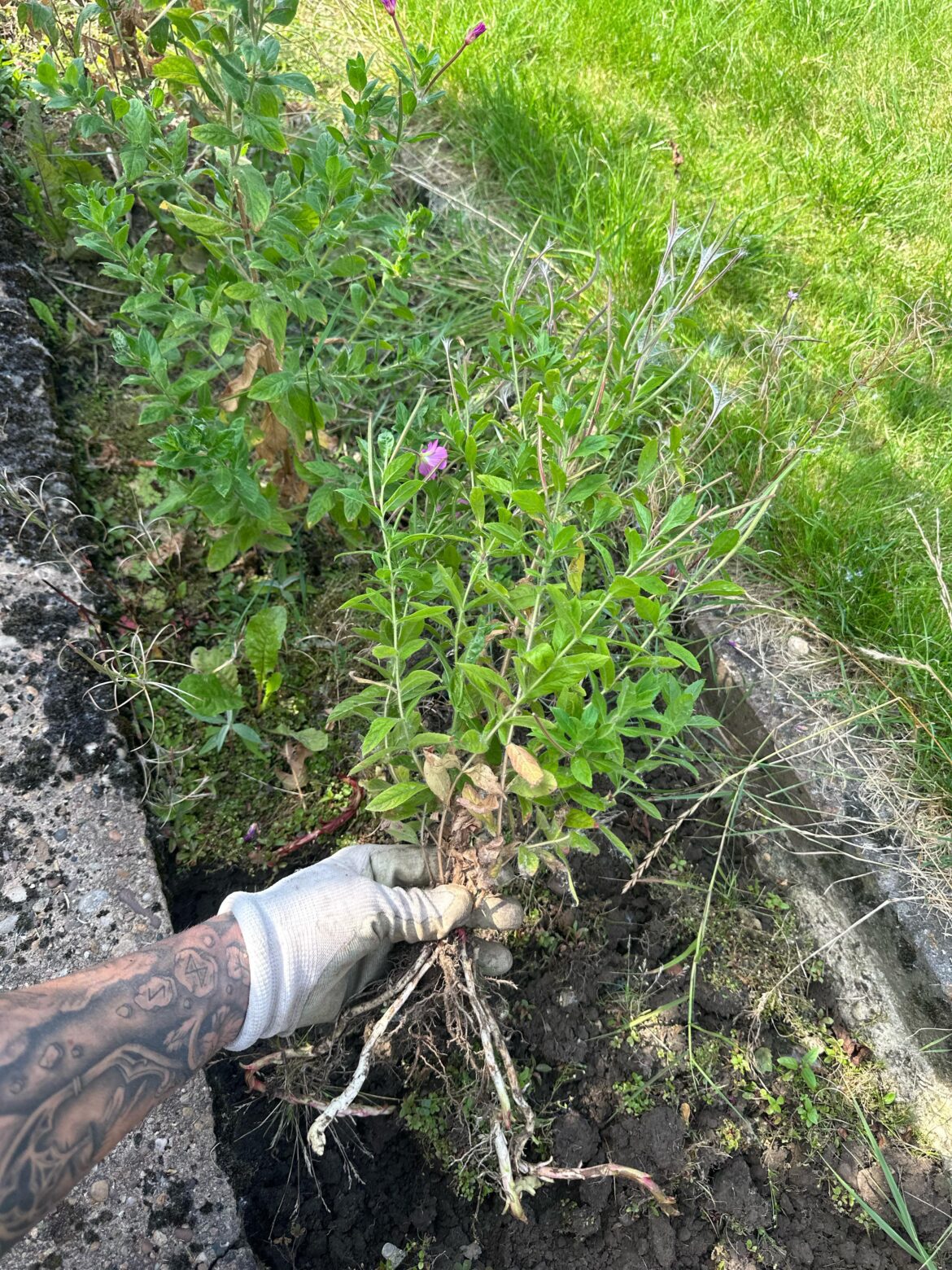 What weed is this? What weed is this?