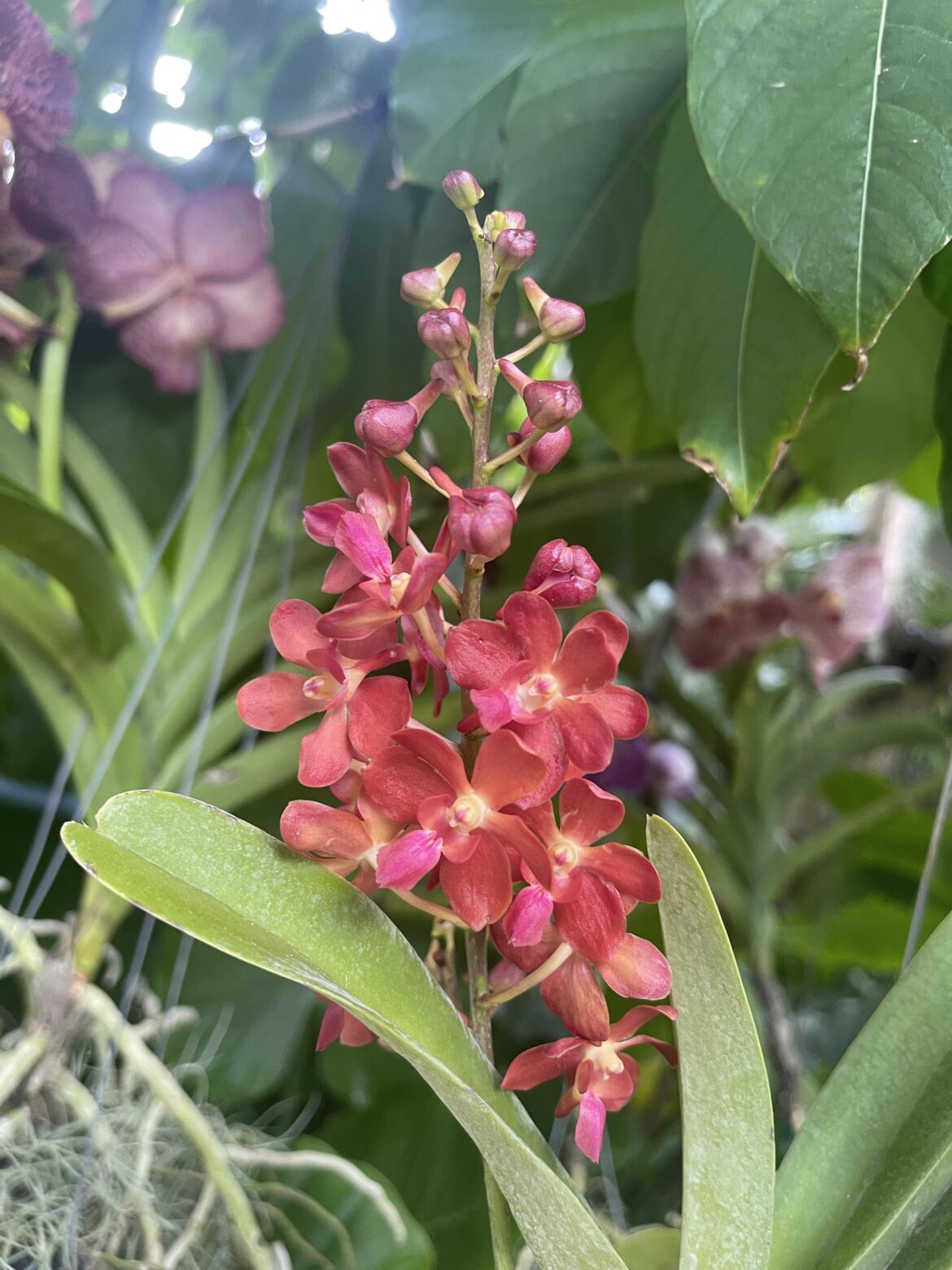 Does anyone know what type of orchid this is?