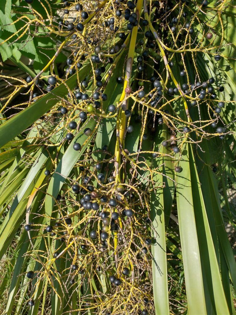 What kind of berries are these?
