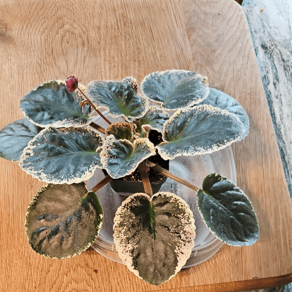 First flowers are coming!