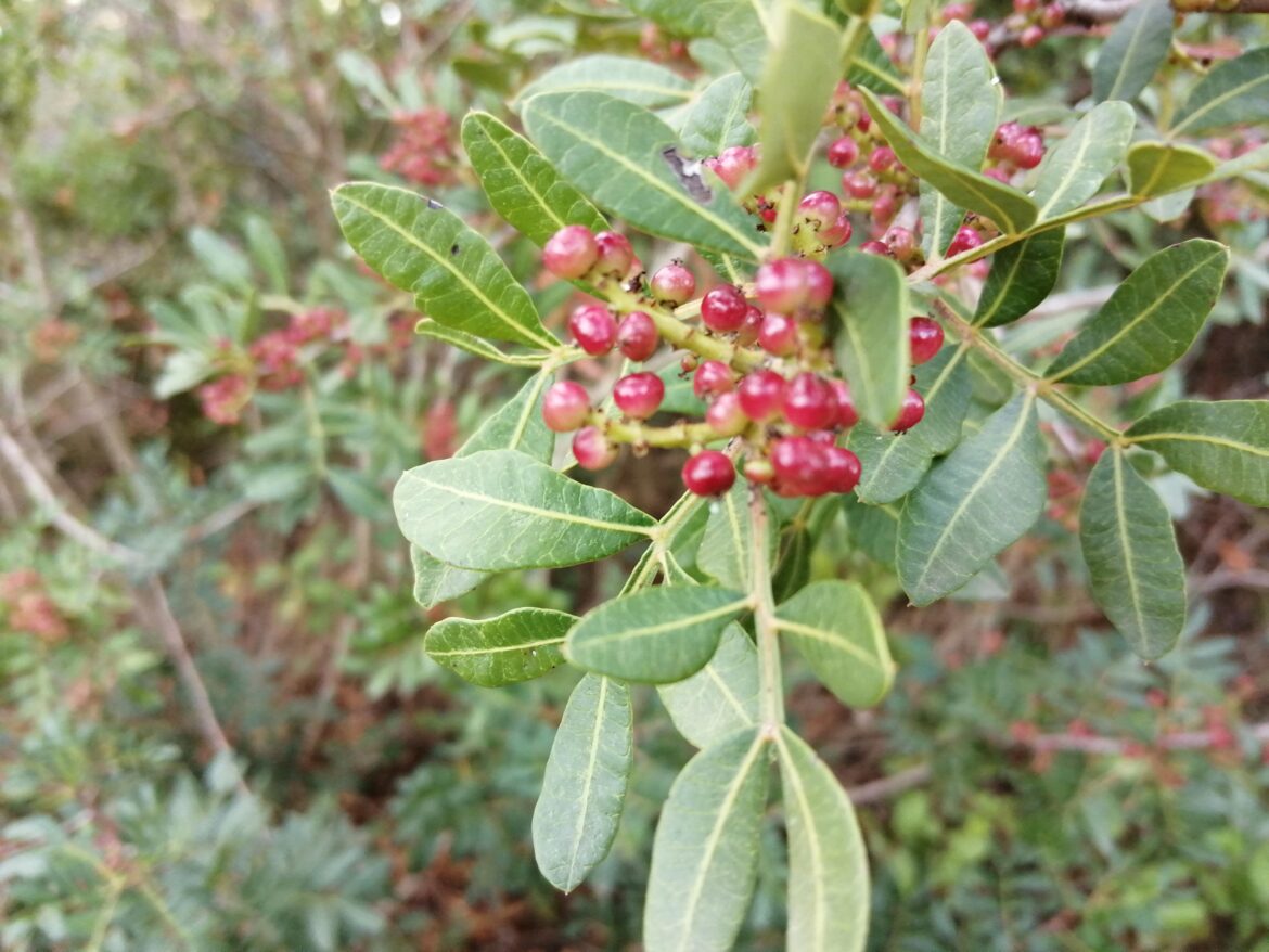 Hi! Do you know what are these? Found in Cadiz, Andalusia, Spain.