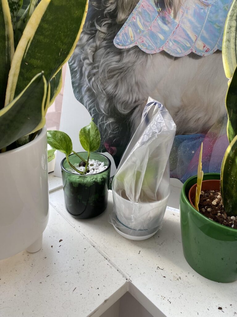 First time propagating in moss (pothos). Will this have enough light? Is it ok? First time propagating in moss (pothos). Will this have enough light? Is it ok?