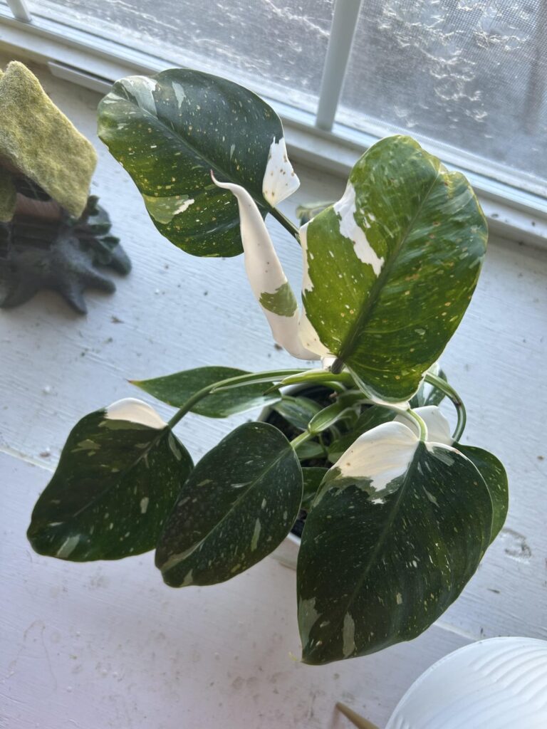 What are these spots on my mom’s new pothos? Too much light or something more nefarious?
