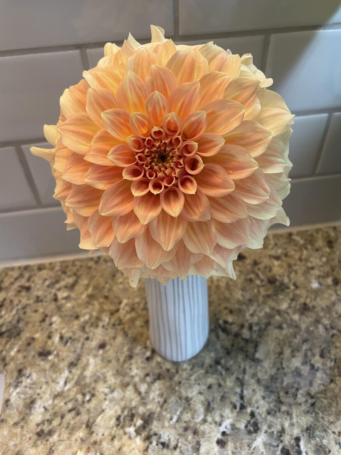 Bracken Sarah stunner