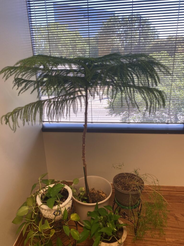 What is this plant/tree