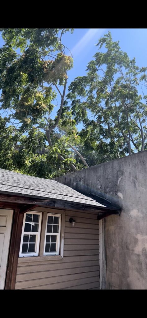 I am at war with a large Tree of Heaven population. Help with battle plan 🫡 I am at war with a large Tree of Heaven population. Help with battle plan 🫡