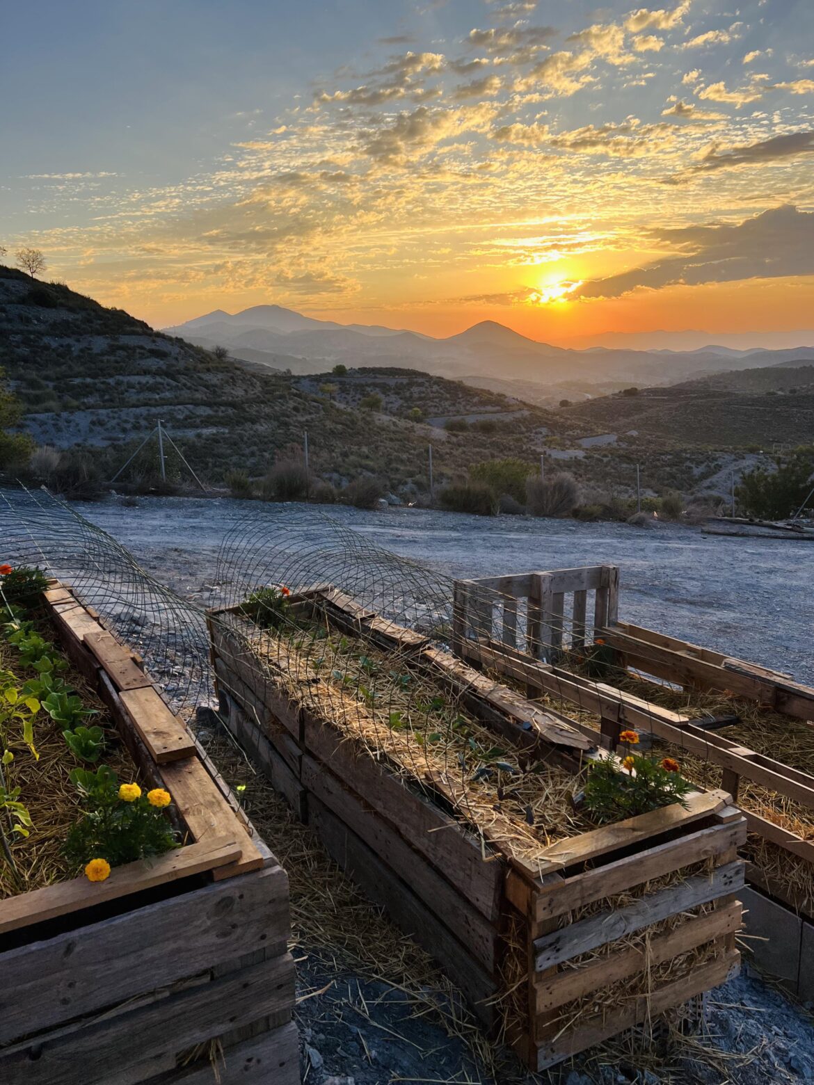 Third raised bed is filled and the sunrise made it look even better!