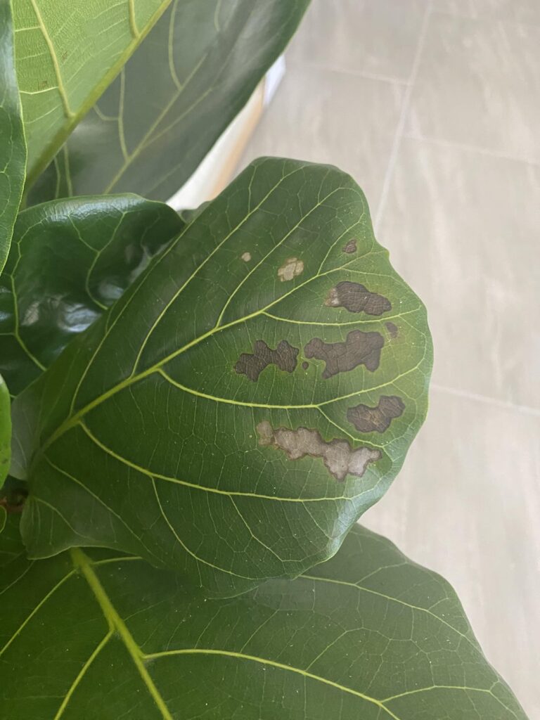 Brown spots, help needed