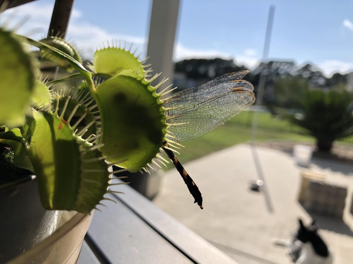 Dragon for breakfast