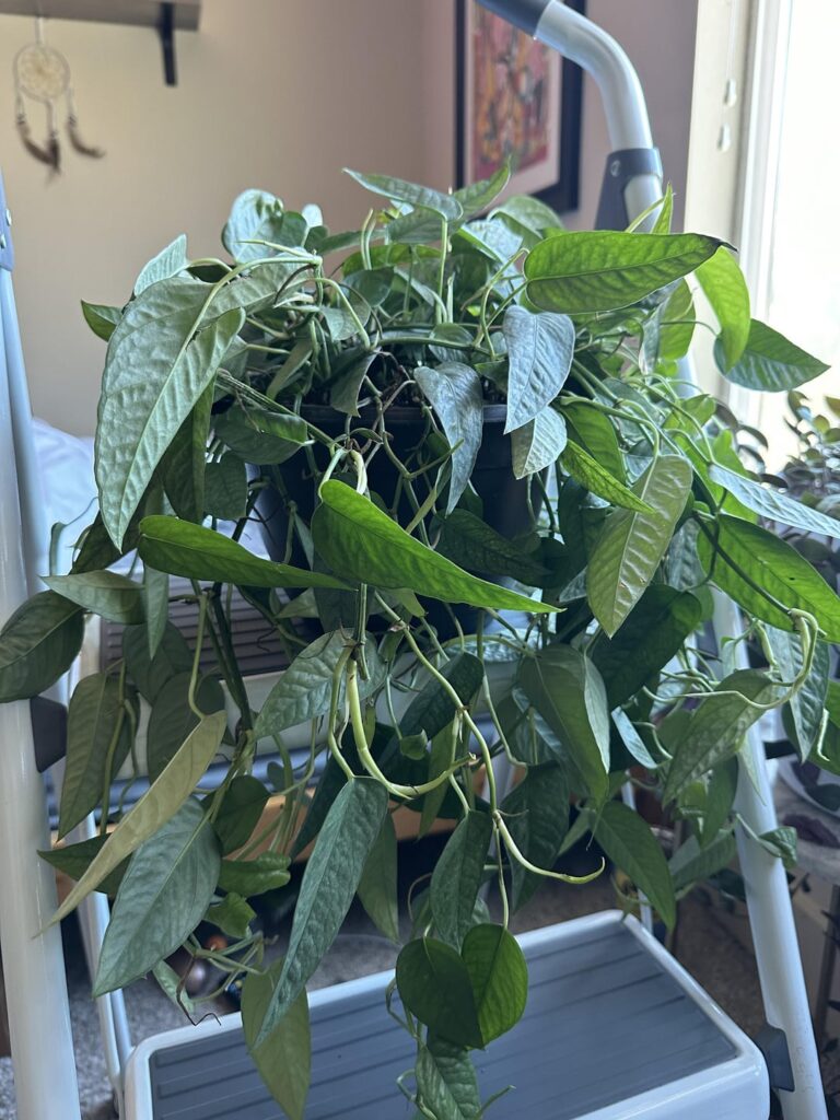 Why is does my new Cebu Blue Pothos look so scraggly?