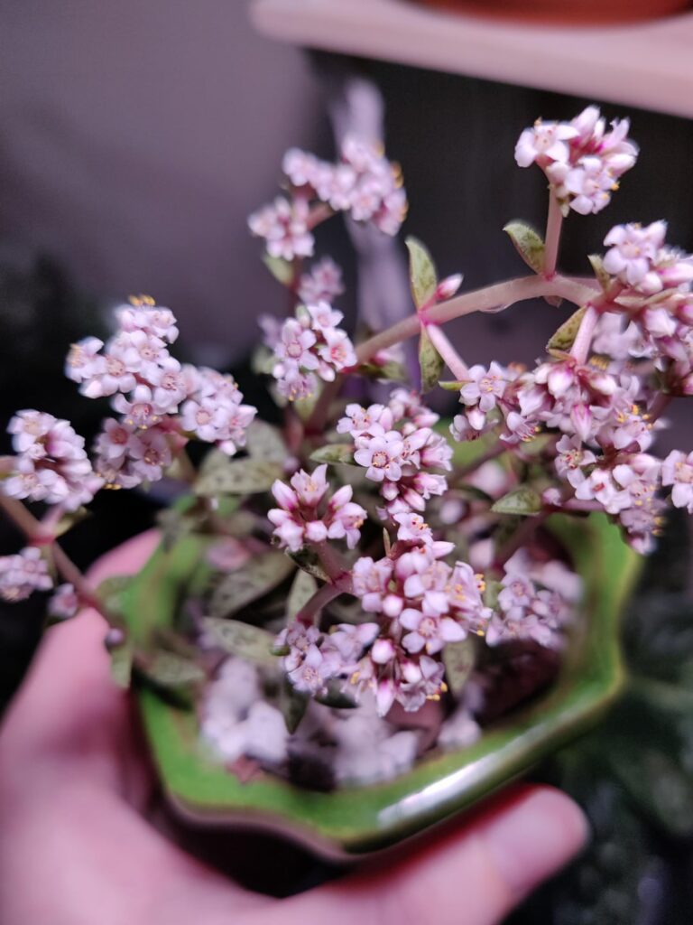 Tiger Jade blooms!