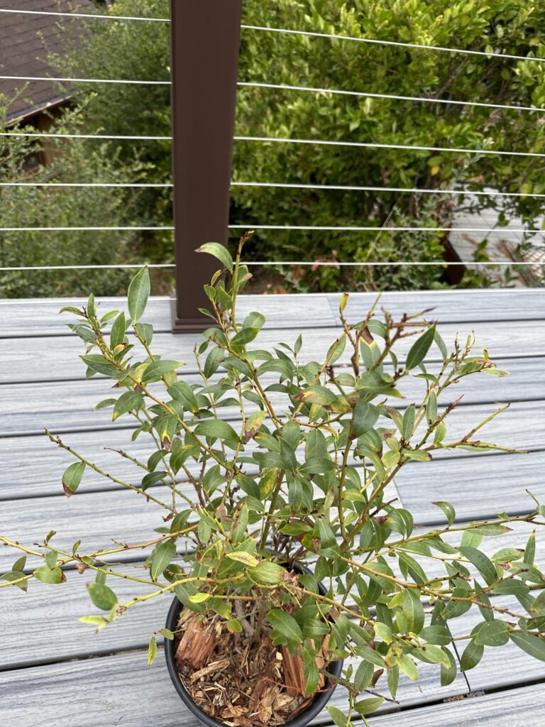 What it wrong with my blueberry bush?