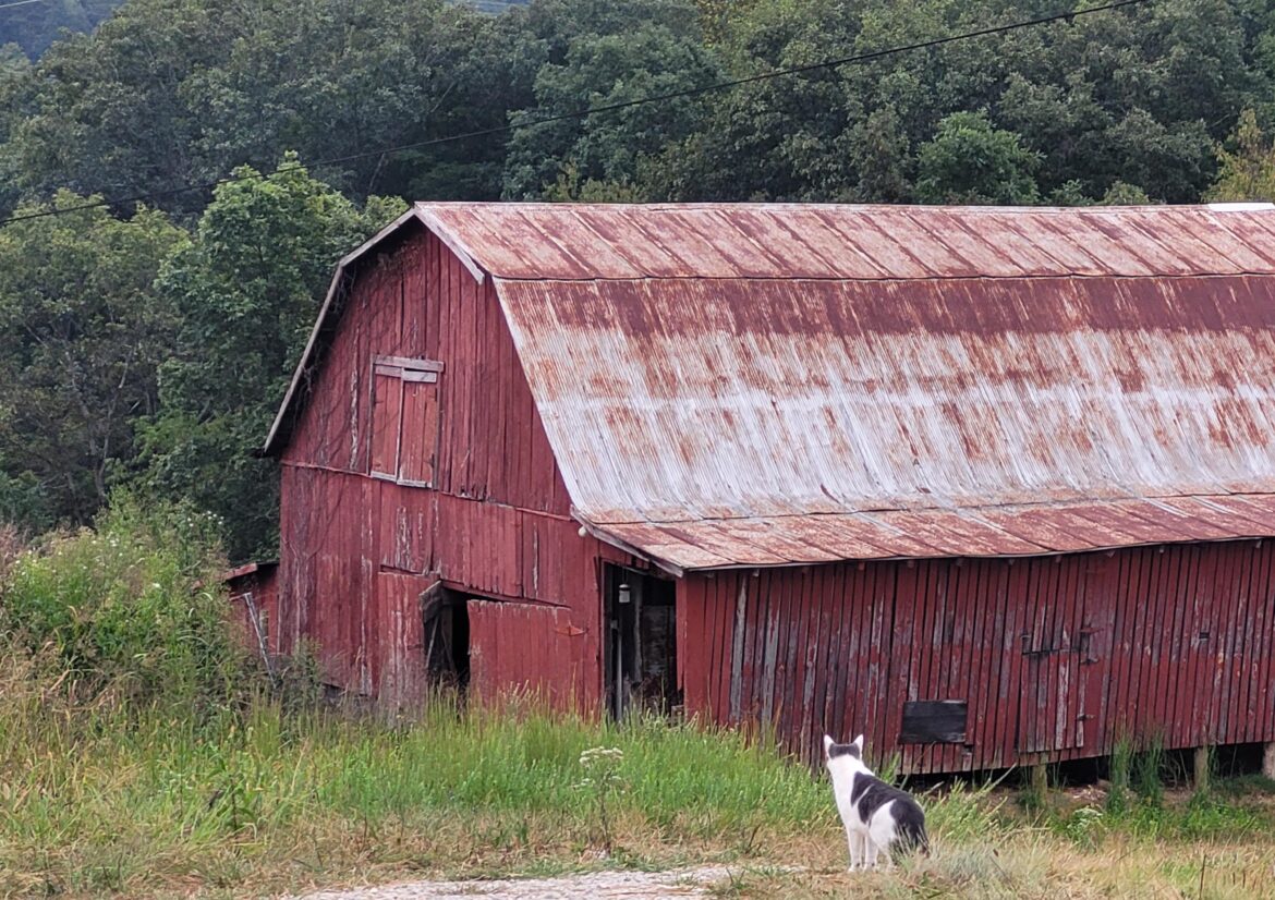 Trying to get my cat to clean the barn of mice. He'd rather sit on the hill and enjoy the views instead