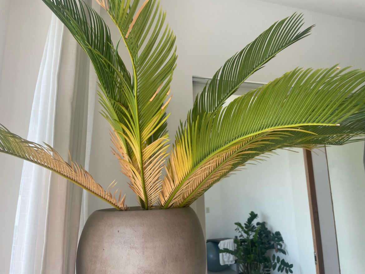 How to save this plant How to save this plant