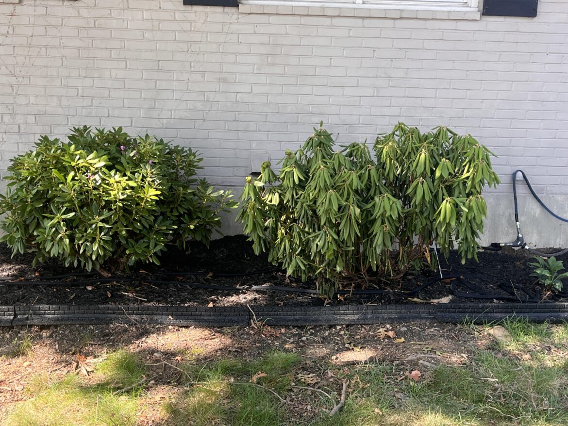 Two Rhododendron "Boursalt" planted at the same time. One is dying?