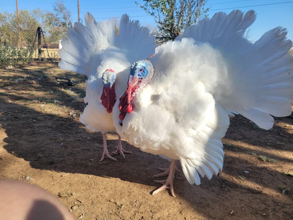 Just two turkeys. Being big.Also Peggy, thier reason for biggness