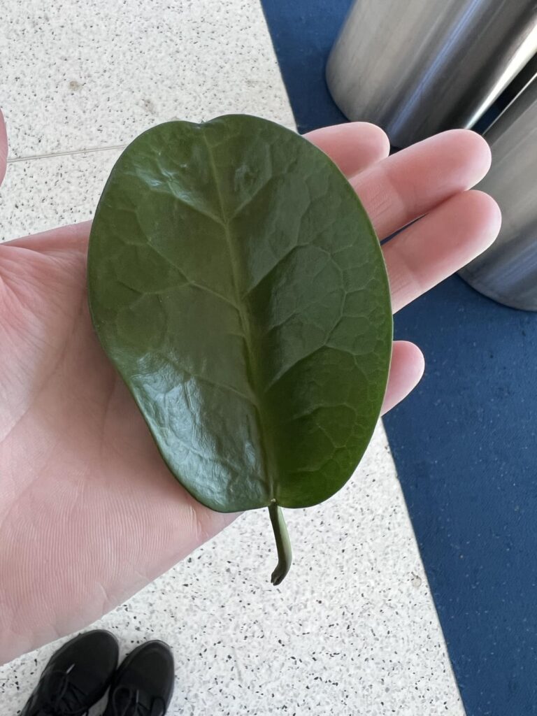 Any chance I can prop these leaves?