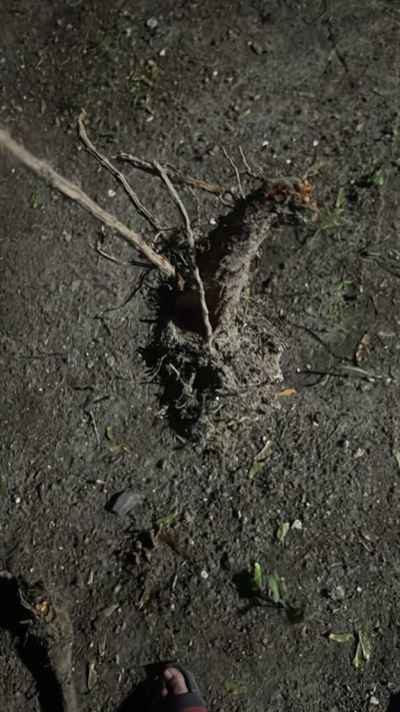 Anyone know what is this weed growing and taking over my yard