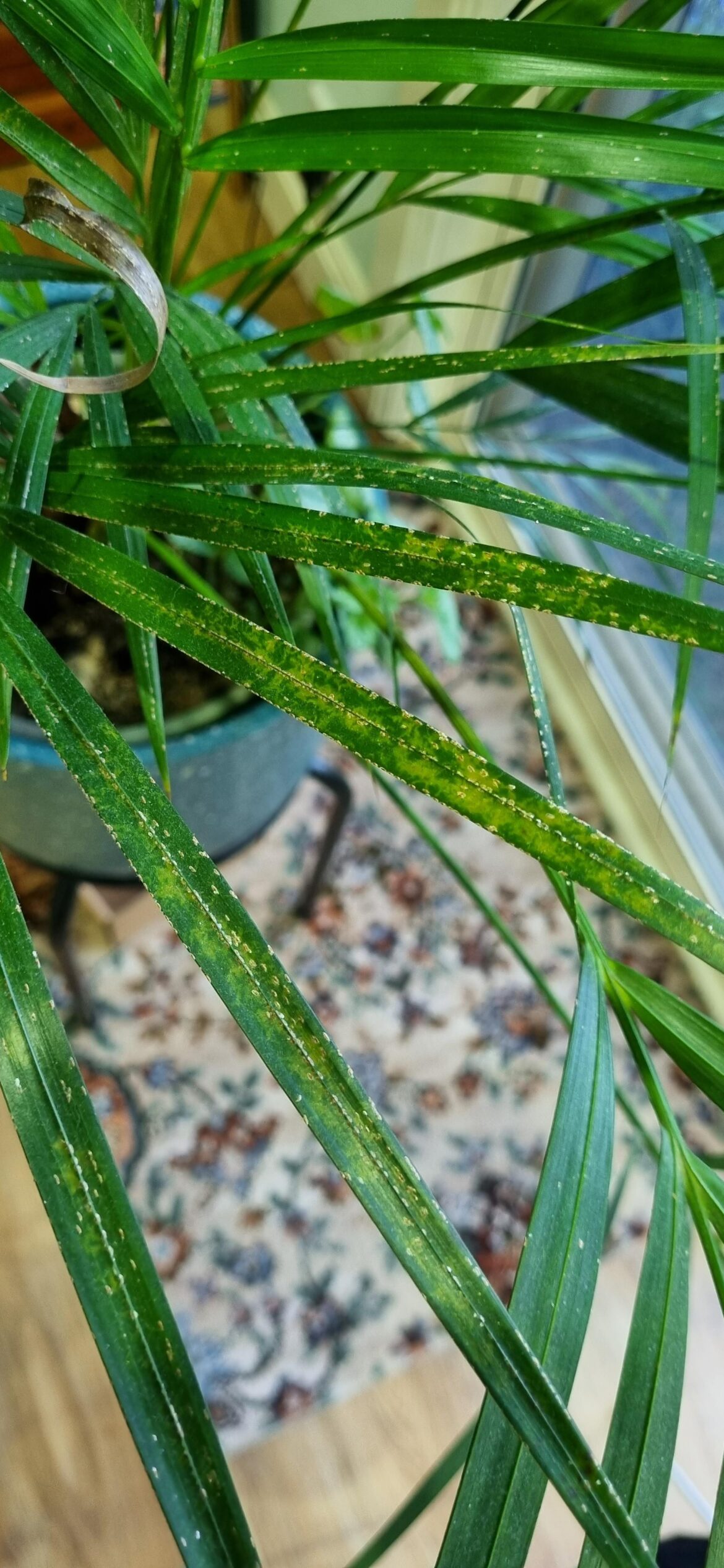 Help with Golden Cane Palm
