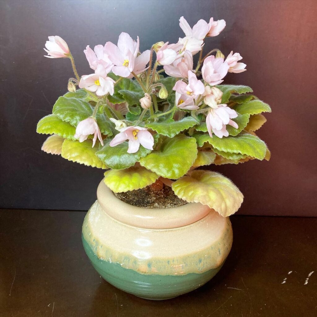 Love the variety of ceramic self watering pots