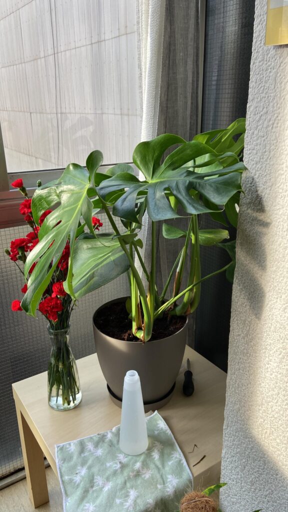 Does It look healthy? Does It look healthy?