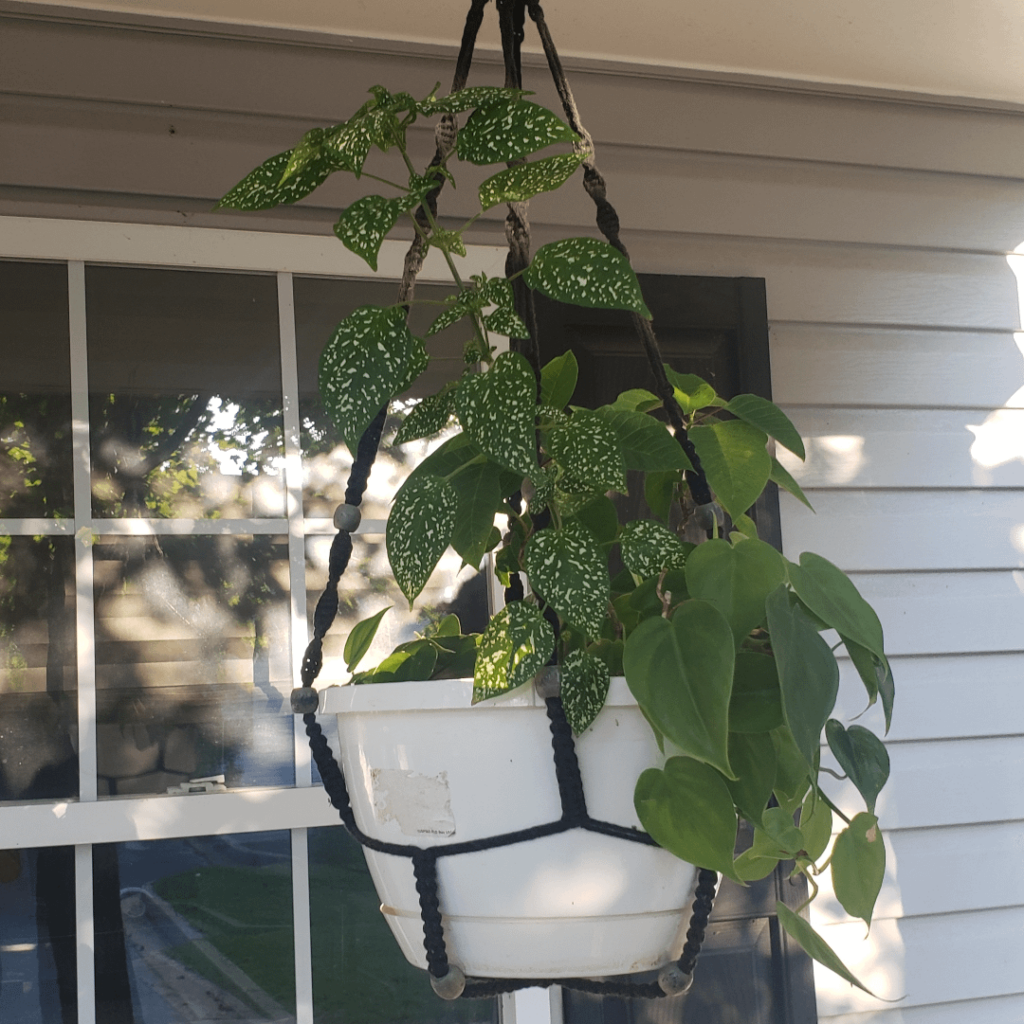 Is this a polka dot plant