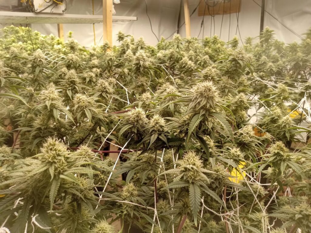 First timer in ebb and flow with bag seeds. Week 4, looking good I think!