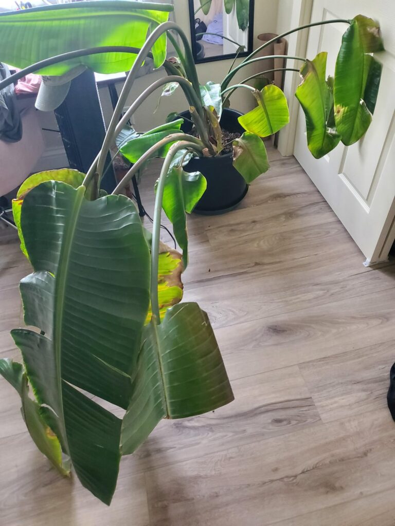 Someone gave me their traumatized bird of paradise for free - and I have no idea how to help it